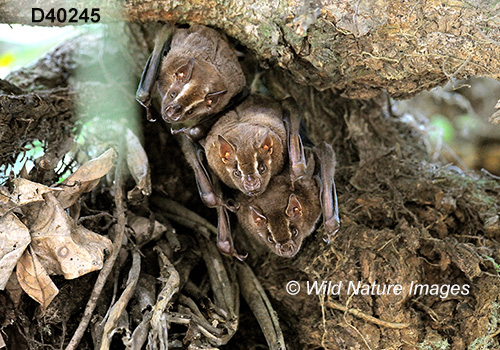 Artibeus lituratus, Great Fruit-eating Bat